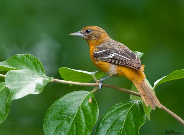 A female Baltimore Oriole on a leafing branch. Seen in profile, she shows a dusty orange color body, brown back and wings with white tips, and slender sharp beak.