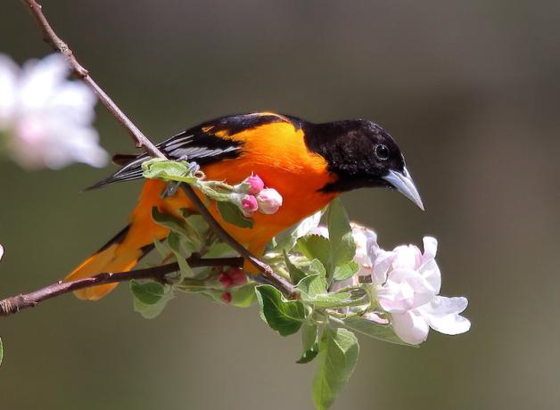 Baltimore Oriole on flowering branch