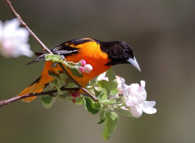 Una calandria o oriole de baltimore anaranjada y negra posada en una ramita en flor.