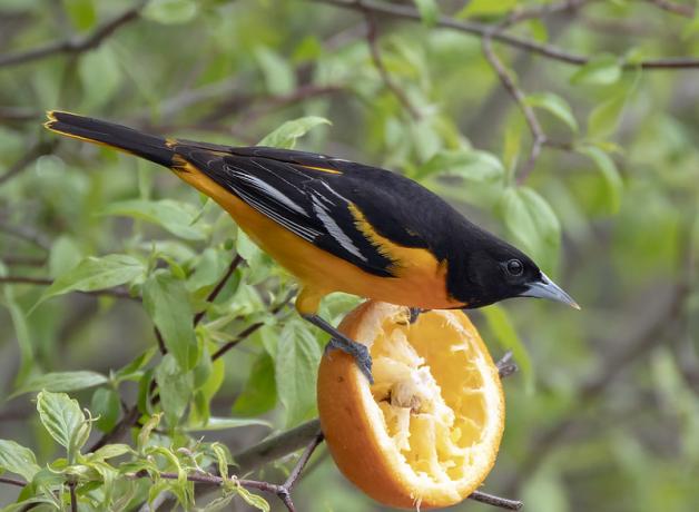 Male Baltimore Oriole perched on half an orange