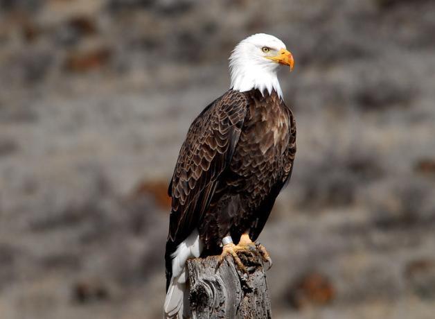 Adult Bald Eagle sitting on a wooden post, and showing the metal ID band on its leg