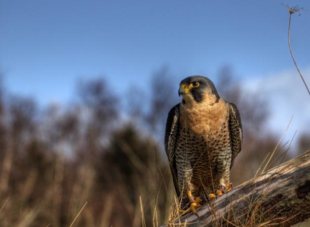Barbary Falcon