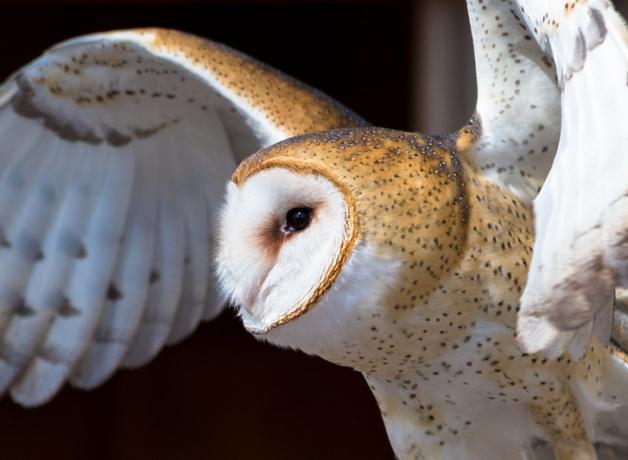 Barn Owl in flight