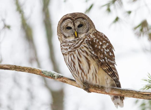 A Barred Owl facing the viewer while perched on a branch