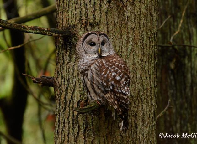 Barred Owl