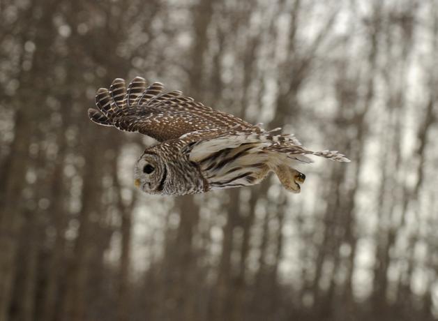 Barred Owl in flight