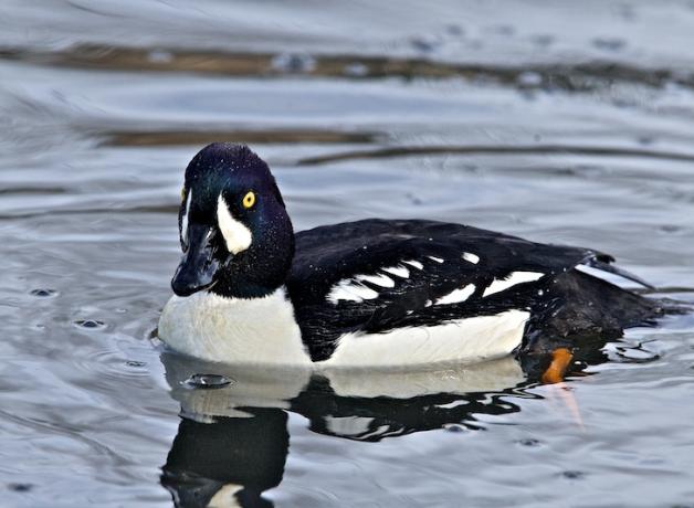 Barrow's Goldeneye