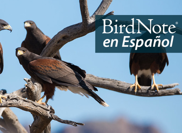 Group of four Harris's Hawks perched in tree, seen against background of hills and blue sky. "BirdNote en Español" appears in the top right corner.