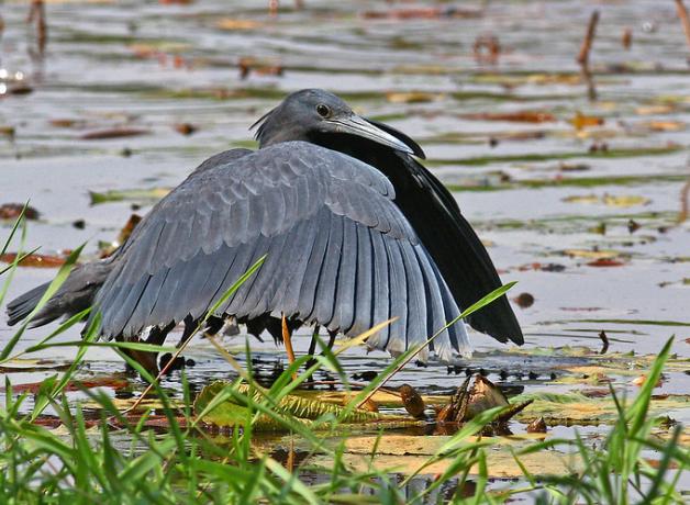 A Black Heron standing in water, "tenting" its wings to make a shade over the water to attract fish.