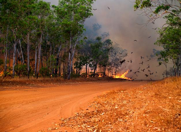 Black Kites at fire in savanna in Australia