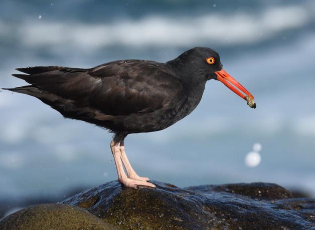 Black Oystercatcher