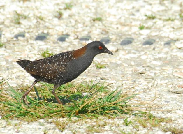 A Black Rail walking across a grassy area in sunlight, showing its dark plumage and bright red eye.