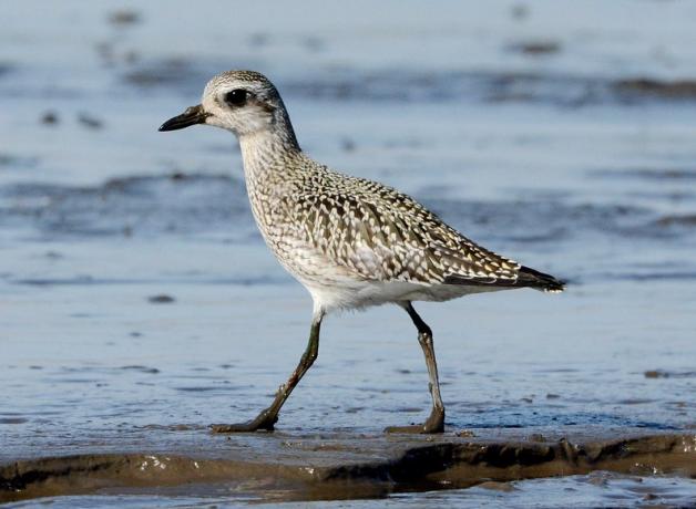 Juvenile Black-bellied Plover