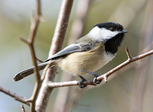Black-capped Chickadee perched on branch