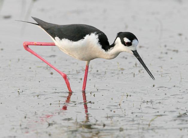 Black-necked Stilt foraging