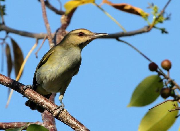 Black-whiskered Vireo also known as "Julián Chiví" facing the viewer and looking to its left