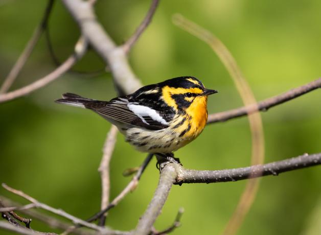 Blackburnian Warbler perched on leafy branch and showing its bright orange breast, and black-and-orange striped head and dark wings