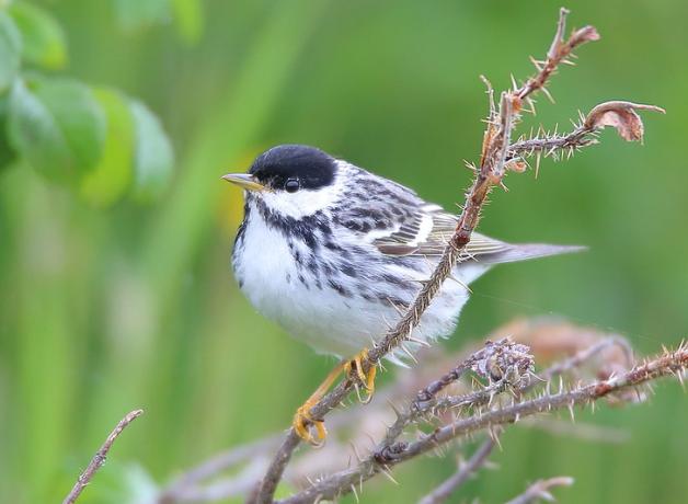 Blackpoll Warbler
