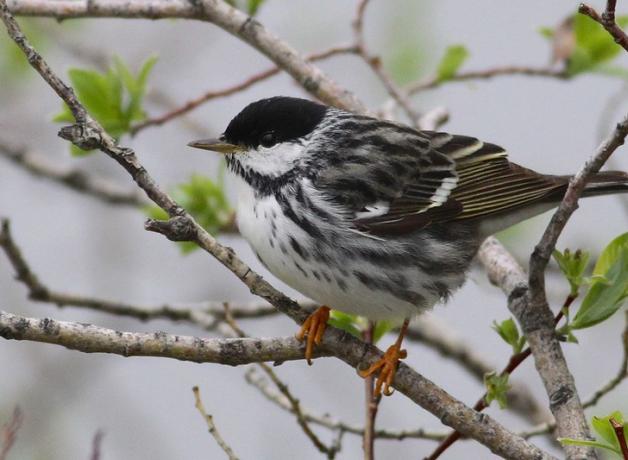 Blackpoll Warbler