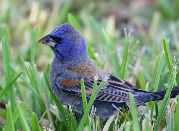 Blue Grosbeak standing in a grassy patch, looking to viewers' left