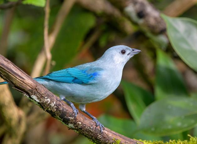 A Blue-gray Tanager looking to its left, showing pale blue breast and head with more vivid blue wings, and a dark eye.