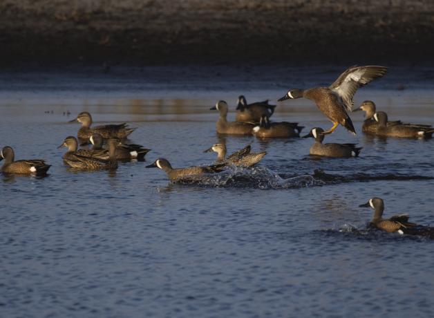 Blue-winged Teal flock
