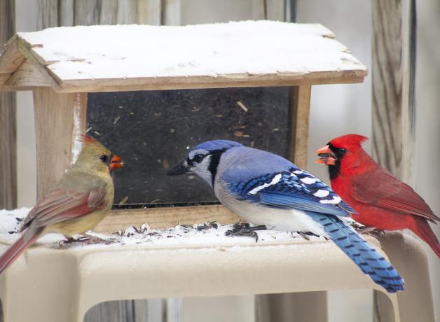 Bluejay and Northern Cardinals at a bird feeder in the snow