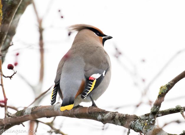 Bohemian Waxwing taking a break from eating Hawthorn berries