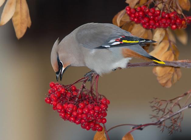 Bohemian Waxwing stands on a branch of a rowan tree, eating a berry