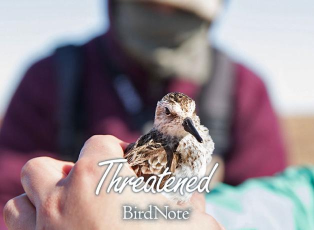 A Semipalmated Sandpiper is being held; "Threatened" and BirdNote" both show on the bottom of the image.