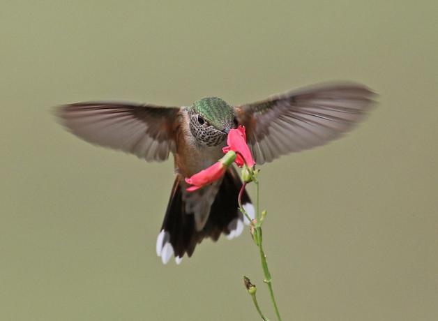 Broad-tailed hummingbird hovering while drinking nectar from a coral-colored blossom