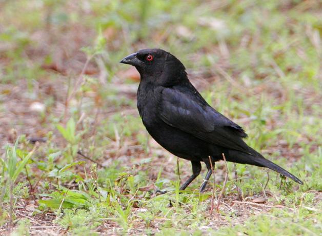 Bronzed Cowbird