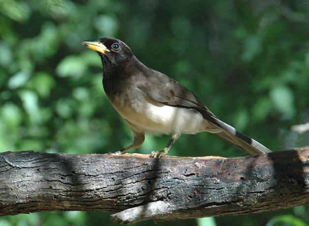 A juvenile Brown Jay