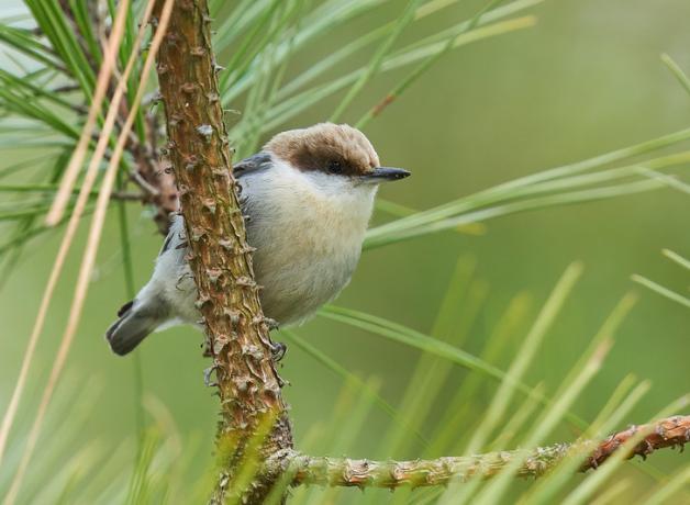 A small short-tailed bird with a buff-colored body, brown feathers atop its head, and a black beak sits perched in a pine tree.