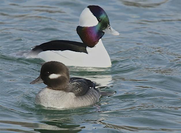 Bufflehead ducks, male and female