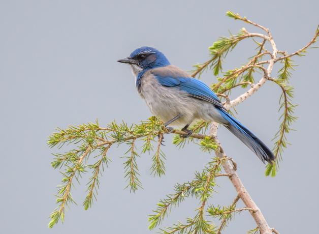 California Scrub Jay