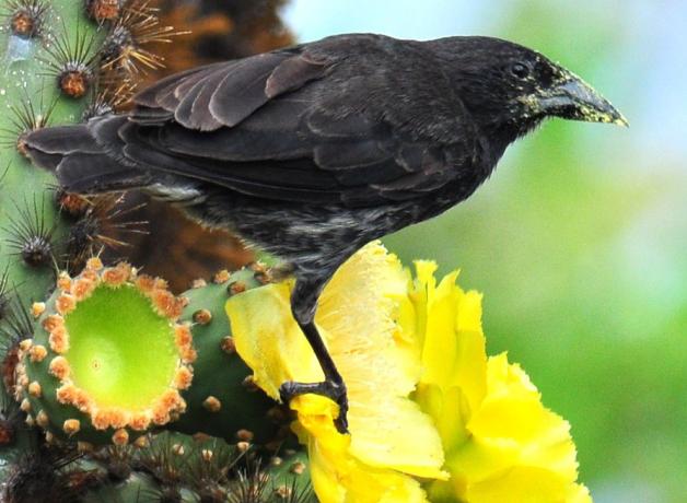 Cactus Finch perched on cactus flower