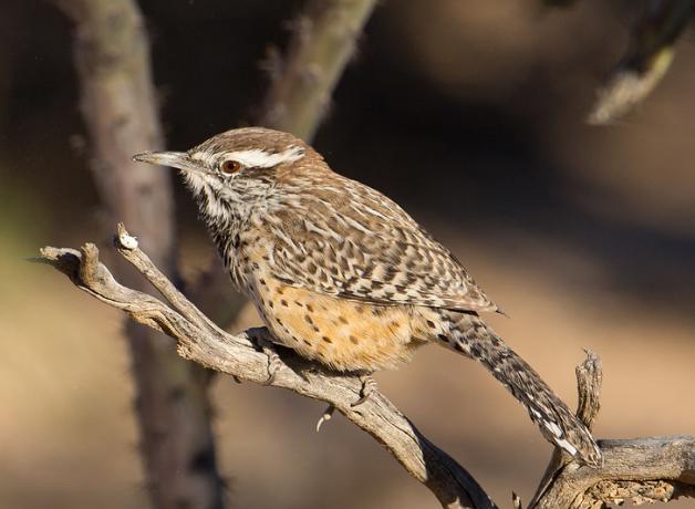 Cactus Wren in sunshine perched on dried branch.