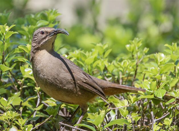 A California Thrasher, in left profile with the head turned toward the shoulder, perched in a bush in the coastal chaparral region. The California Thrasher's plumage is a soft dusty brownish gray, its eye is reddish brown and its long downward-curving beak is black.