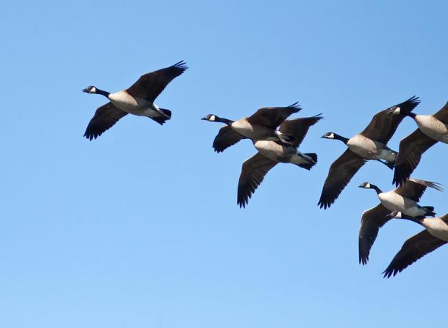 Canada Geese Migratory Or Not Birdnote