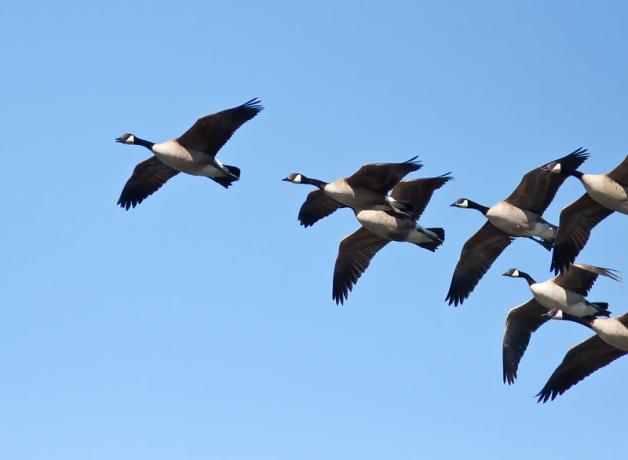 Geese Aloft: Flock Voices of March | BirdNote