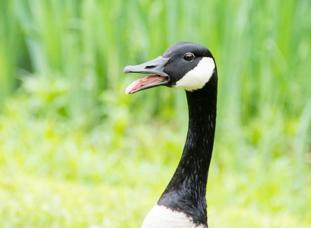 A Canada Goose, beak open, stands in profile against a grassy background