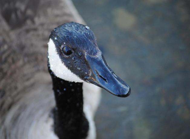 Close view of Canada Goose, rain drops glistening on it's shiny black bill and smoothly feathered head.