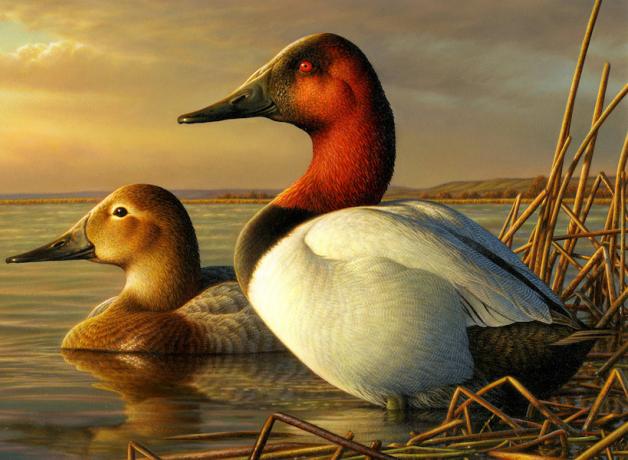 Canvasbacks 2014-15 Duck Stamp artwork by Adam Grimm