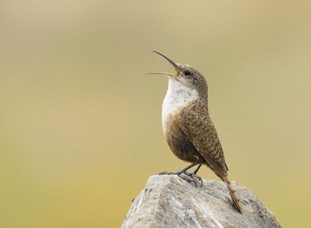 A Canyon Wren singing, perched on a rock. The Canyon Wren is seen in left profile, head tilted back with its long slender black open. The body is brown with darker brown spots/stripes, and its breast and throat are white.