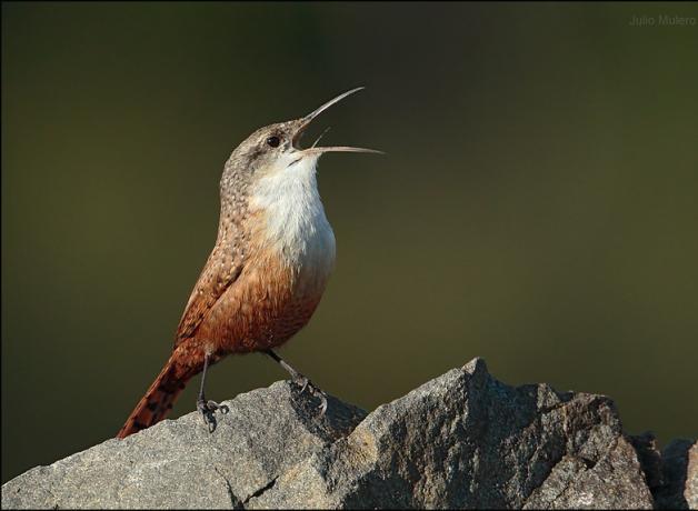Canyon Wren