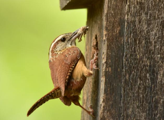 Carolina Wren perched at opening of nest box, returning with food for new hatchlings