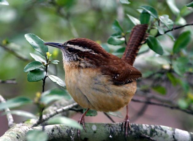 Carolina Wren facing forward, its head turned to its right and displaying horizontal white stripe above its eye