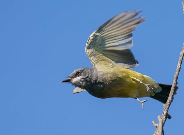 A Cassin's Kingbird taking off from a branch against a blue sky