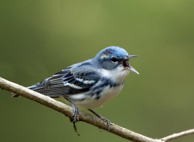 A Cerulean Warbler, beak open and singing, while perched on slender branch